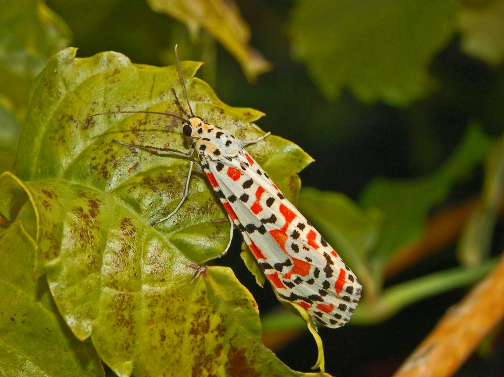 Utetheisa pulchella